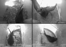 A Swift visits SW-lo this morning - 1, 7 June