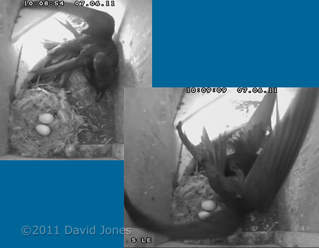 Male Swift fights off an intruder - 1, 7 June