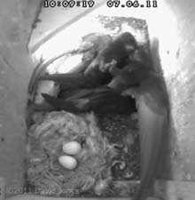 Male Swift fights off an intruder - 2, 7 June