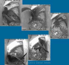 Male Swift fights off an intruder - 3, 7 June