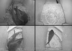 The Swift boxes tonight, 7 June