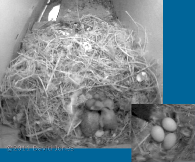 Three Swift chicks in SW-up, 8 June