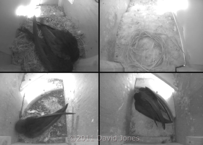 The Swift boxes this morning around 8am, 8 June