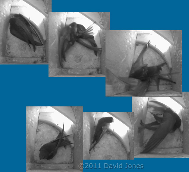 Swifts fight in SW-ri this morning, 8 June