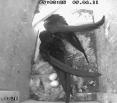Swift pair with eggs this morning, 9 June