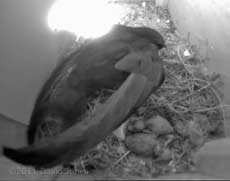 Swift chicks uncovered in SW-up this morning, 9 June