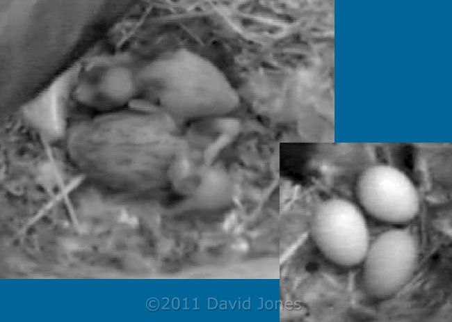 Swift chicks this morning (cropped cctv image), 9 June