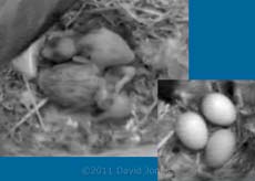Swift chicks this morning (cropped cctv image), 9 June
