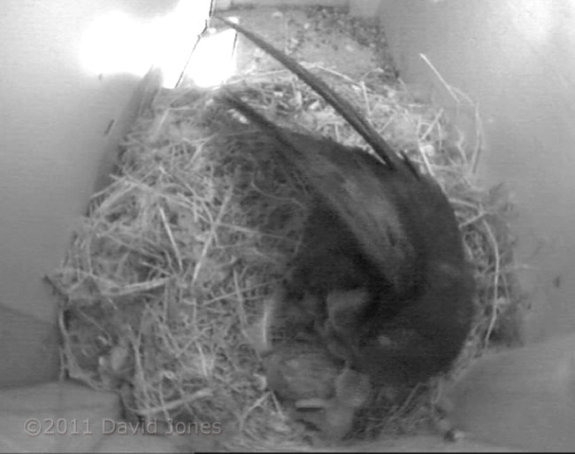 The youngest chick is fed (poor cctv image), 10 June