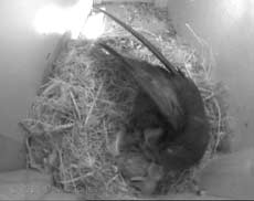 The youngest chick is fed (poor cctv image), 10 June