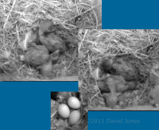 Swift chicks in SW-up tonight, 10 June