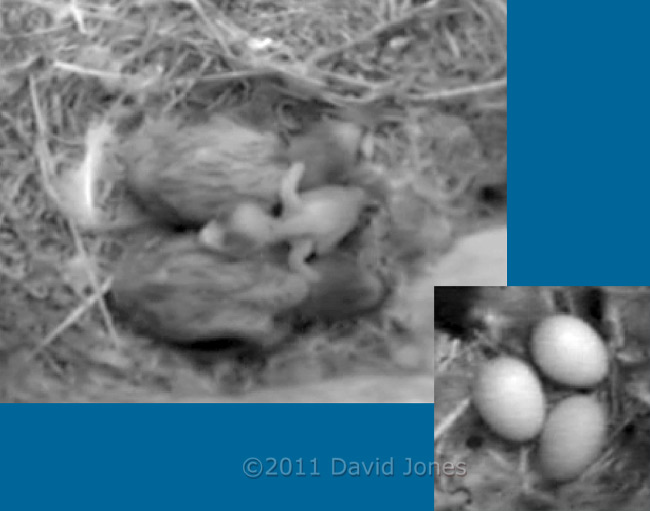 Swift chicks in SW-up tonight, 11 June