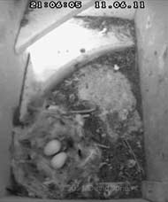Swift eggs still intact at 9pm in SW-le, 11 June