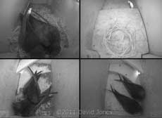 A 'new' pair of Swifts in SW-ri tonight, 11 June