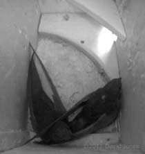 Swifts (with Crataerina paillida) in SW-ri, 11 June