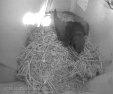 First Swift arrives, 3 May