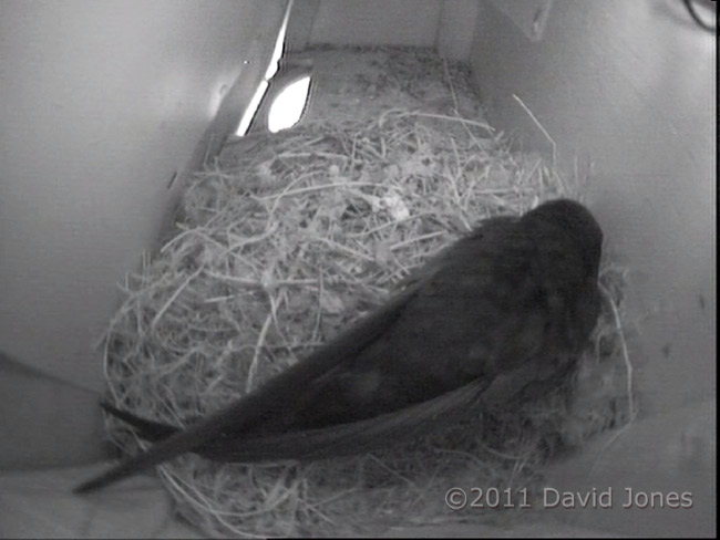 Swift in SW-up, 4 May