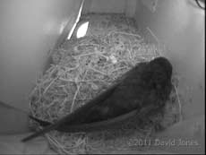 Swift in SW-up, 4 May