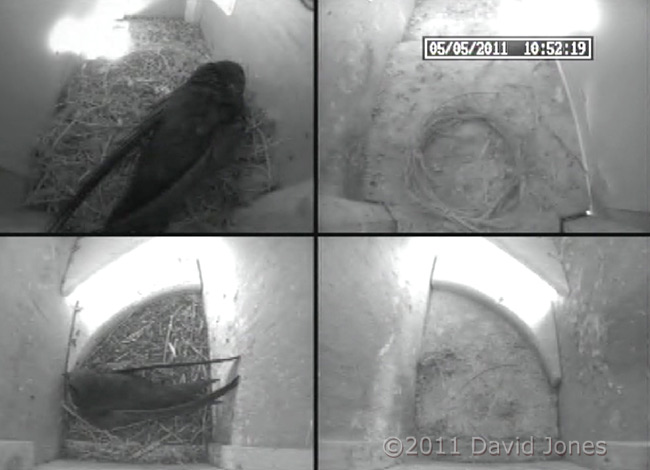 Secind Swift arrives, 5 May