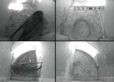 Secind Swift arrives, 5 May