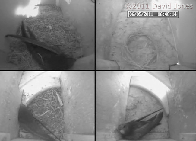 A Swift visits SW-ri