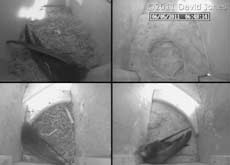 A Swift visits SW-ri, 6 May