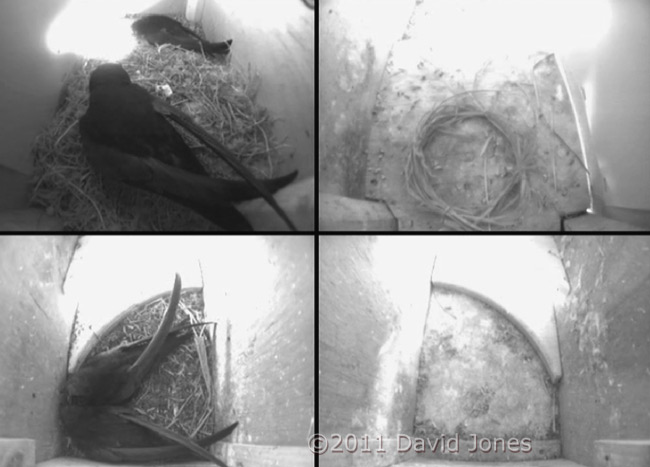 Both pairs of Swifts now in their boxes, 6 May