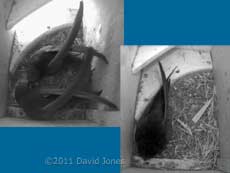 SW-le - morning and evening, 6 May