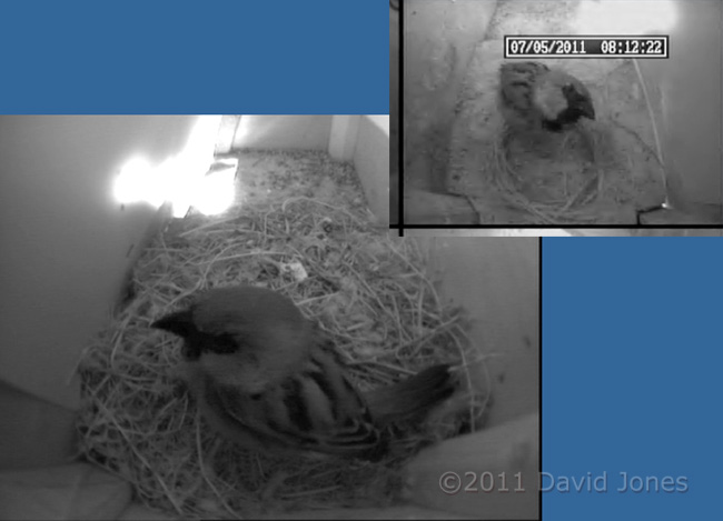 Sparrow visits Swift boxes, 7 May