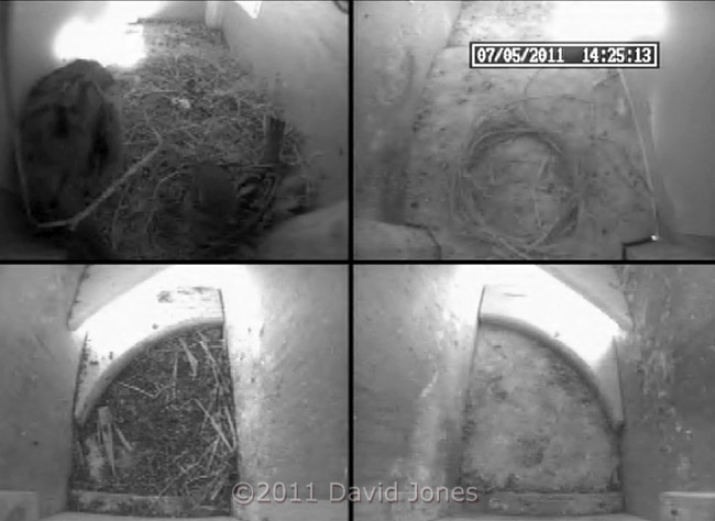 Sparrow pair consider nesting in SW-up, 7 May