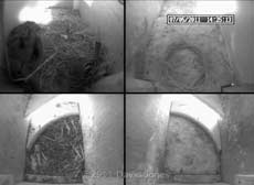 Sparrow pair consider nesting in SW-up, 7 May