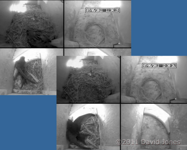 Sparrow and Swift 'shuffle' in Swift boxes, 7 May
