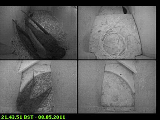 Swift pairs in residence tonight, 8 May