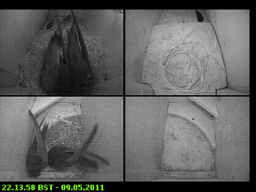 Swift pairs in residence tonight, 9 May