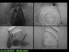 Swift pairs in residence tonight, 9 May