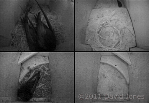 One of the Swifts is absent again tonight, 10 May