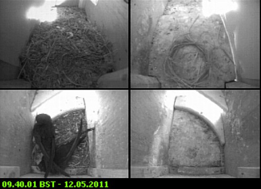 The Swifts in SW-le this morning, 12 May