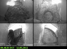 The Swifts in SW-le this morning, 12 May