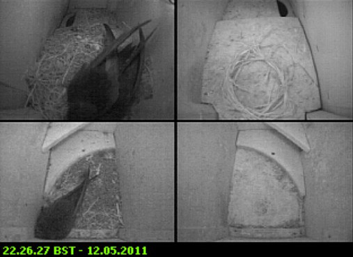 Only 3 Swifts in residence tonight, 12 May