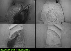 Only 3 Swifts in residence tonight, 12 May