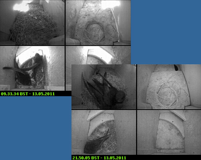 A Swift from SW-le missing again tonight, 13 May