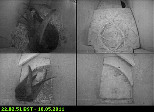 Swifts in residence tonight, 16 May