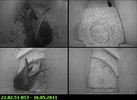 Swifts in residence tonight, 16 May