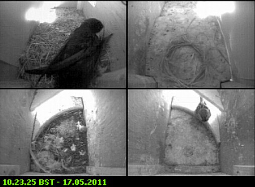 Swift and Sparrow activity this morning, 17 May