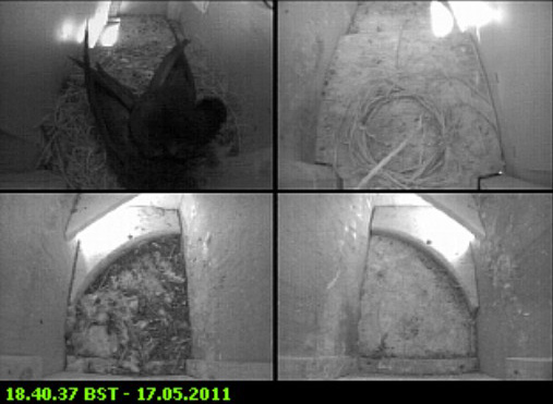 Early evening webcam image, 17 May