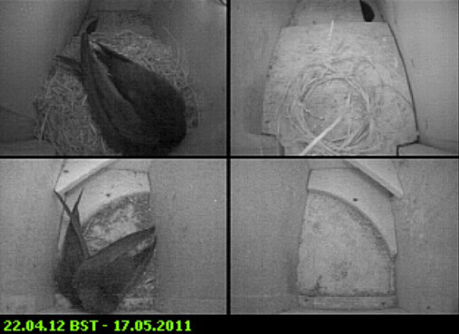 Swifts in residence tonight, 17 May