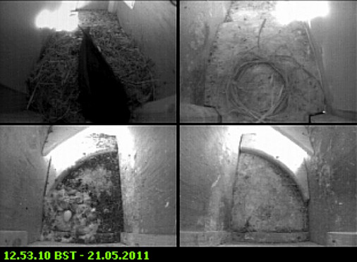 Swifts - first egg laid in SW-le, 21 May