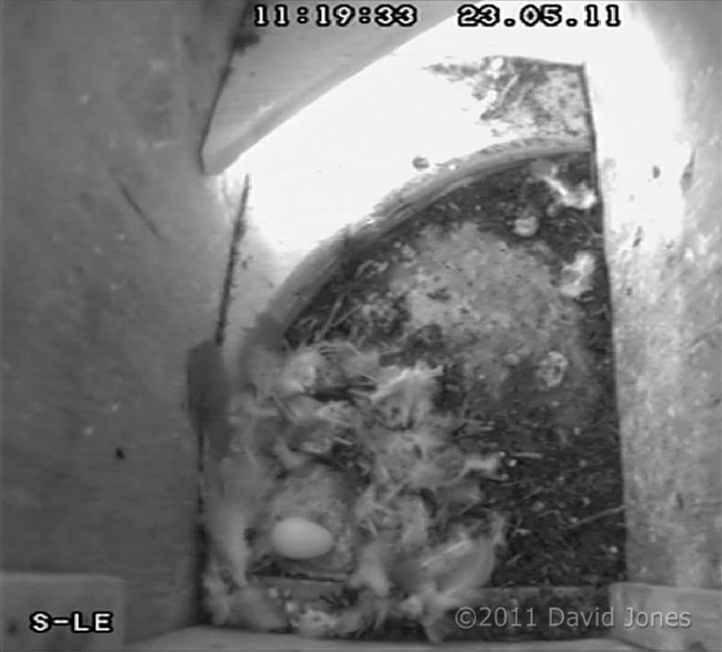 Swift egg in SW-le ( laid 2 days ago), 23 May