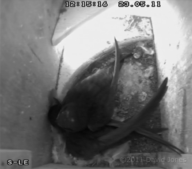 Swift pair in SW-le (showing 'white-spot', the female), 23 May