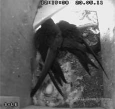 Swift pair with egg in SW-le, 23 May